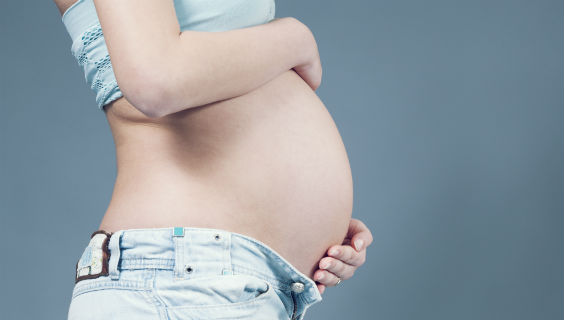 gravid